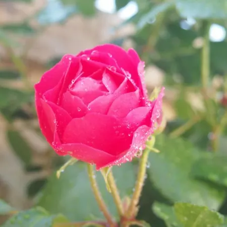 Kate * Podgora (Split-Dalmatia)