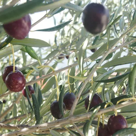 Kate Podgora (Split-Dalmatia)